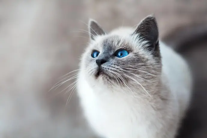 An eco-friendly blue-eyed cat