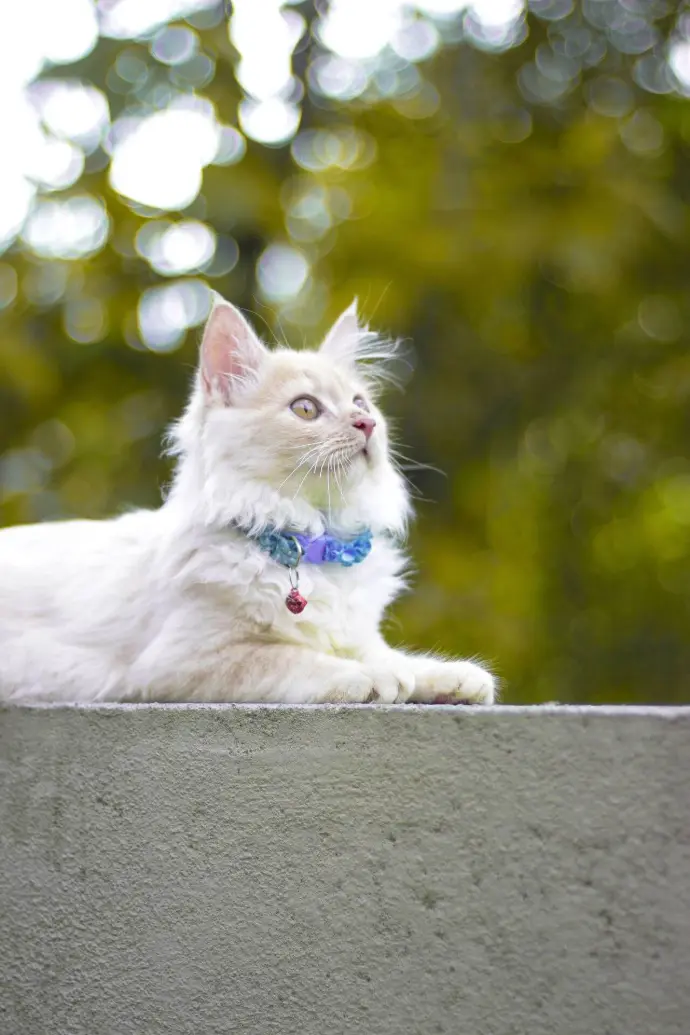 White furry cat with necklace