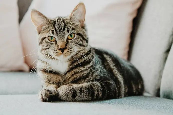 Beautiful cat sitting on a sofa