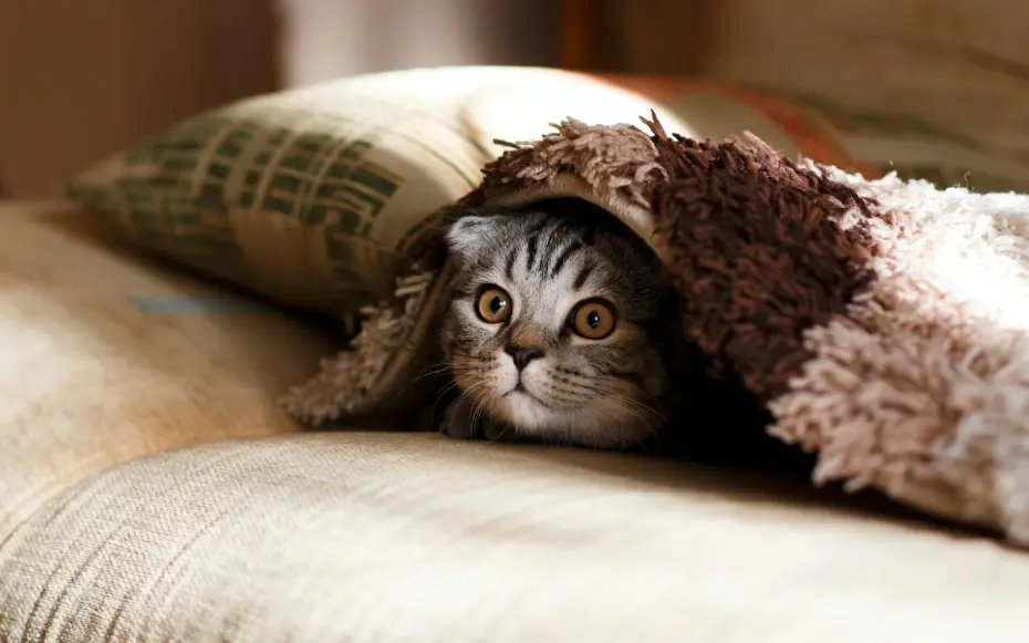 Cat on the bed under the blanket